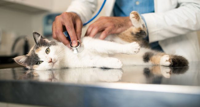 Pensione veterinari