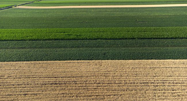 Asta terreni agricoli