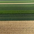 Asta terreni agricoli