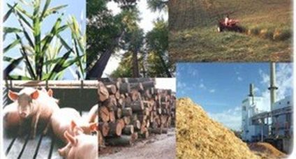 energia biomassa