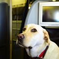 Cani in aereo