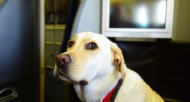 Cani in aereo
